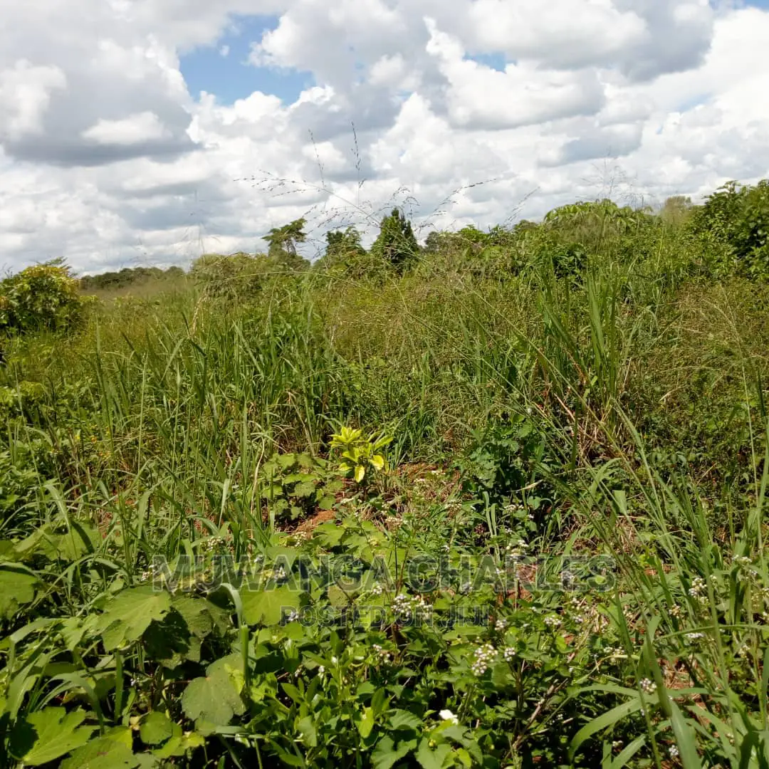 60acres of Land Is Available for Sale in Luwero in Kampala