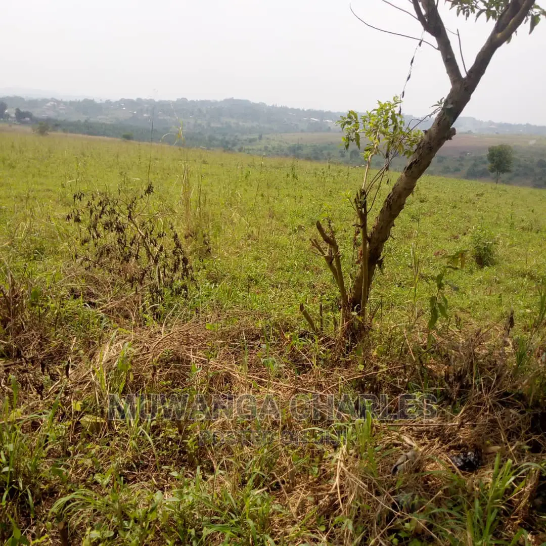 60acres of Land Is Available for Sale in Luwero in Kampala