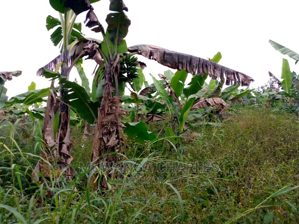 15acre's Is Available for Sale Bombo Kavule in Wobulenzi TC
