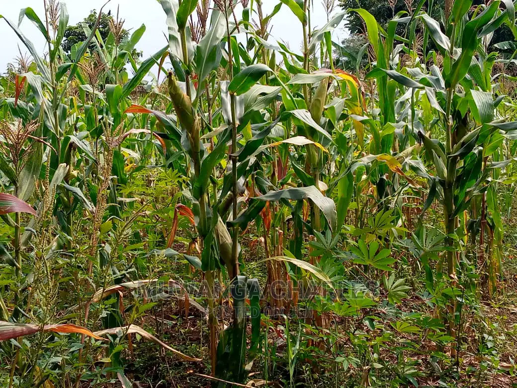 15acre's Is Available for Sale Bombo Kavule in Wobulenzi TC
