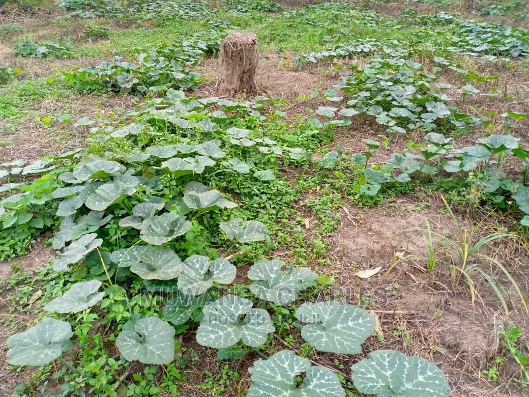 15acre's Is Available for Sale Bombo Kavule in Wobulenzi TC