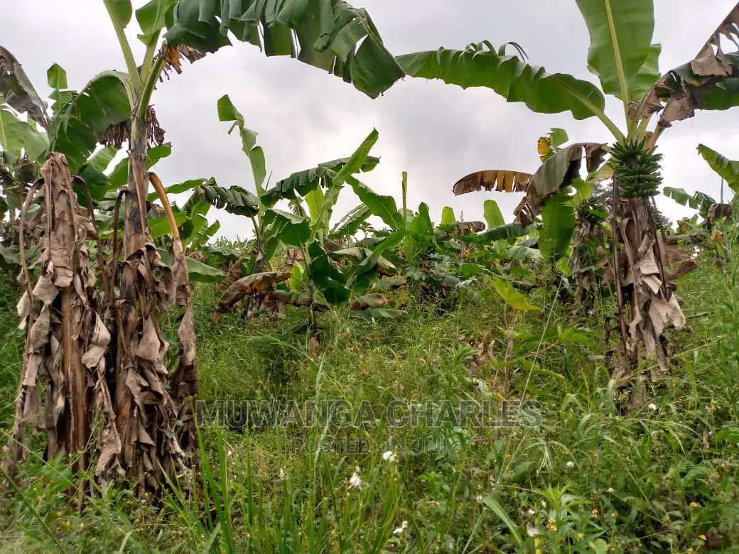15acre's Is Available for Sale Bombo Kavule in Wobulenzi TC