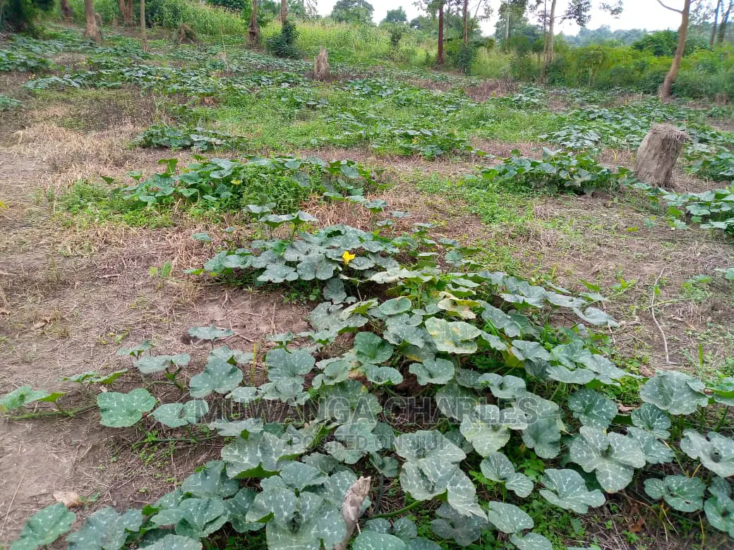 15acre's Is Available for Sale Bombo Kavule in Wobulenzi TC