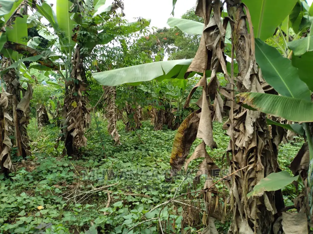 1.5acres Is Available for Sale in Kiwenda in Wakiso