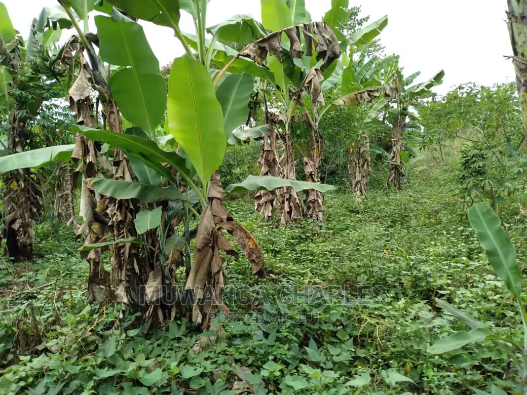 1.5acres Is Available for Sale in Kiwenda in Wakiso