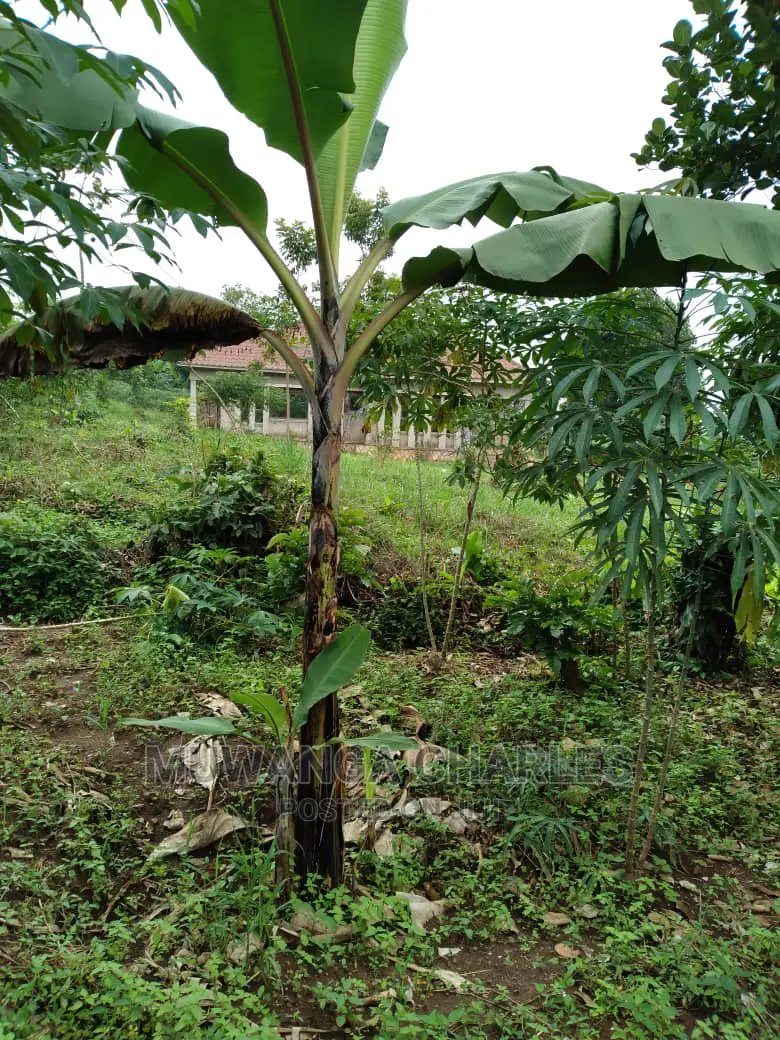 1.5acres Is Available for Sale in Kiwenda in Wakiso