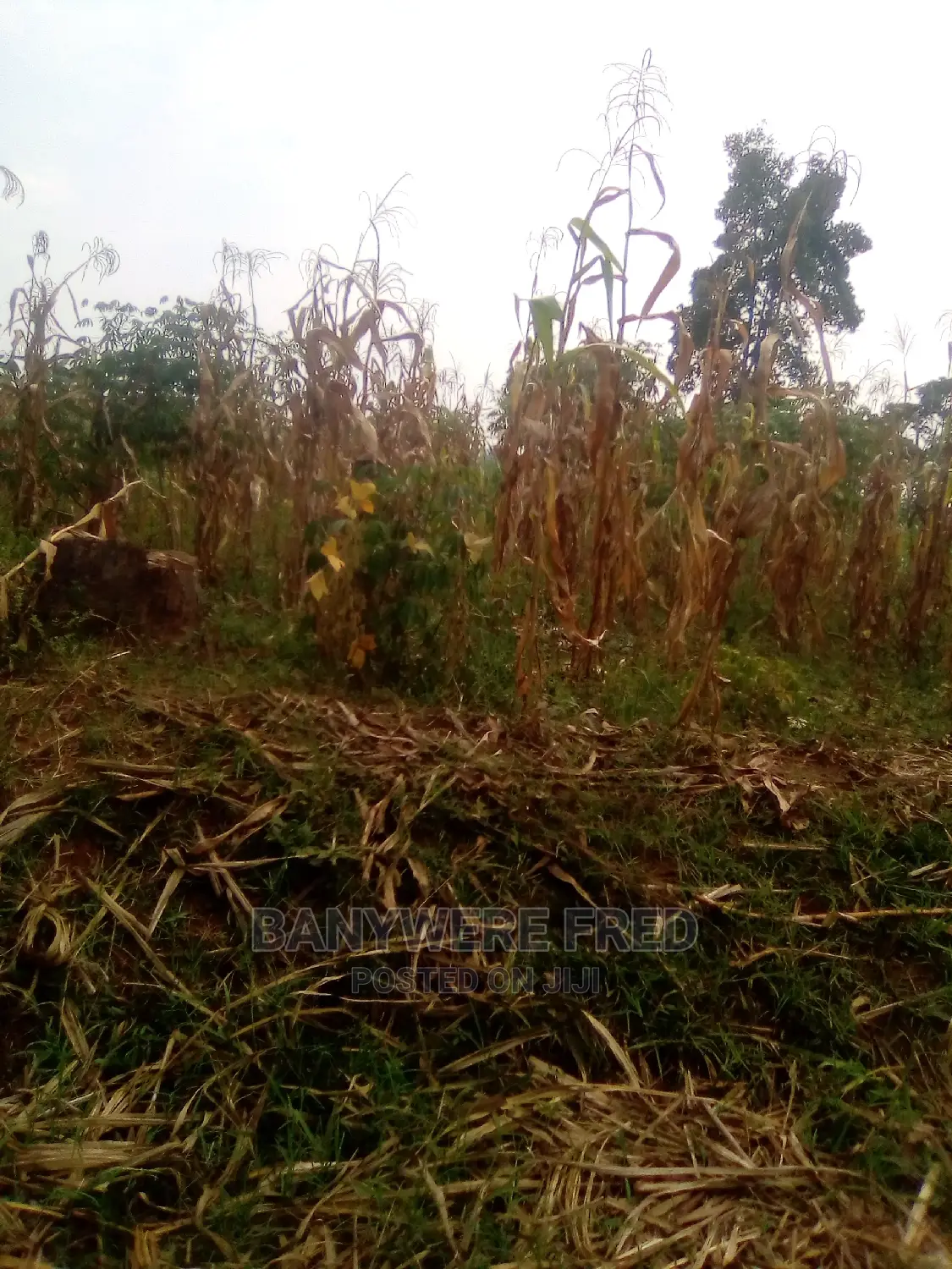 15acres in Kituba Kamuli District for Sale in Kamuli / Kakiri