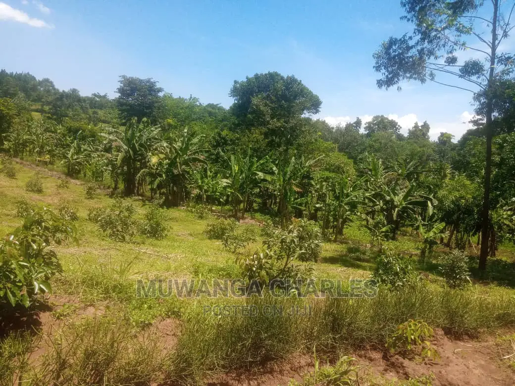 Plot's Is Available for Sale in Wakiso Namusera in Wakiso