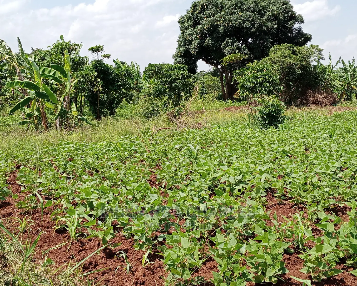 Plot Is Available for Sale in Buwate in Division A