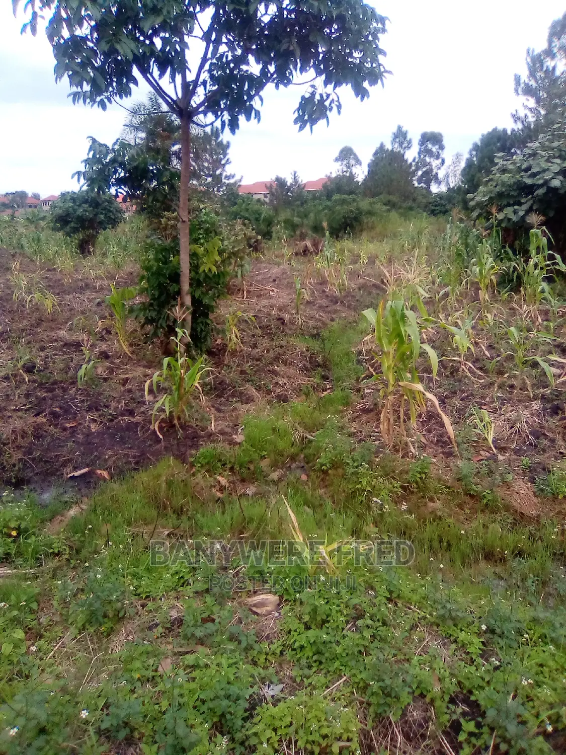 50/100 Plot for Sale in Kikiri Wakiso Behind Fuelex Petrol in Wakiso
