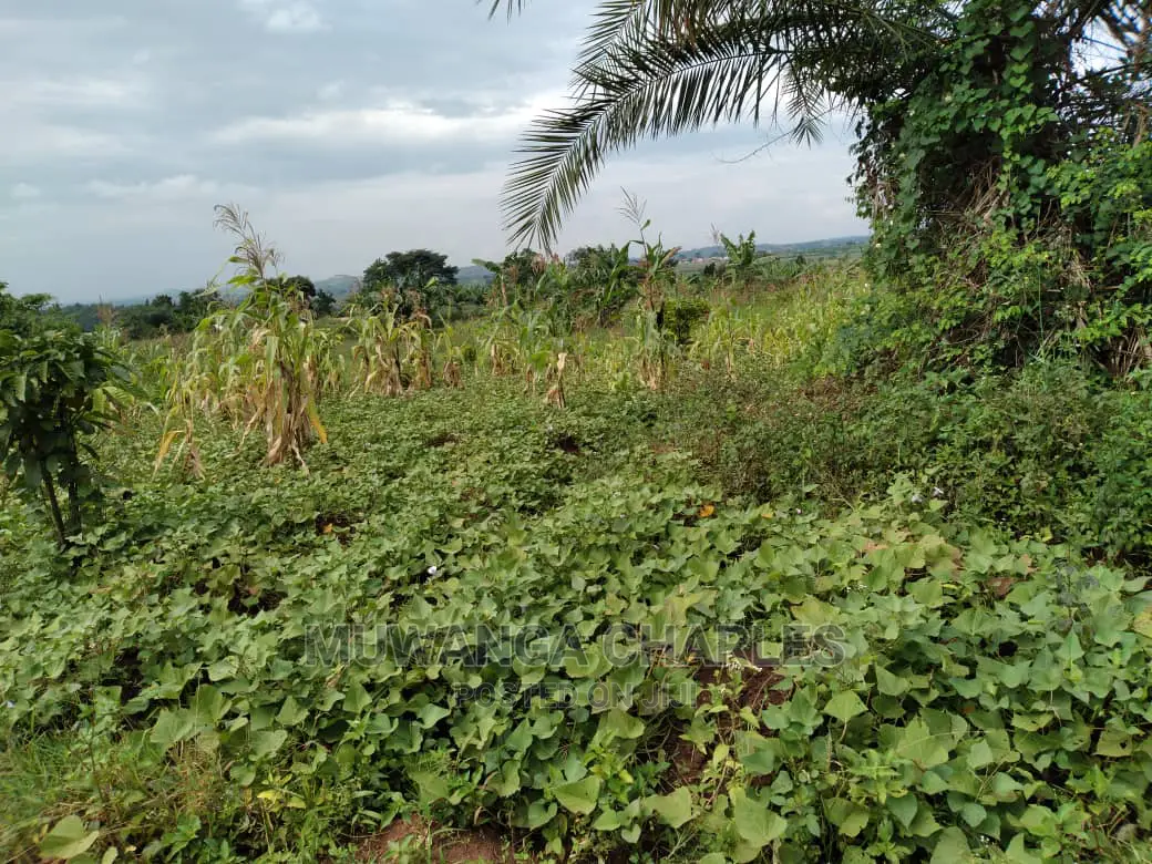 1acre of Land Is Available for Sale in Kiwenda in Wakiso