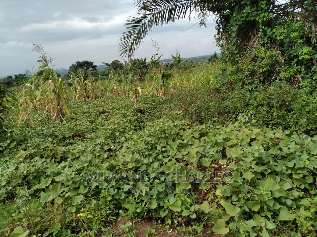 1acre of Land Is Available for Sale in Kiwenda in Wakiso