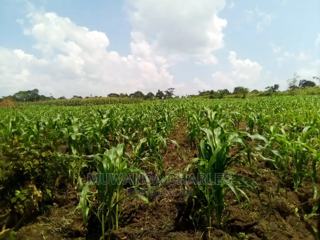 15acre's Is Available for Sale in Luwero in Luweero