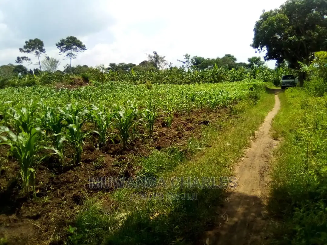 15acre's Is Available for Sale in Luwero in Luweero