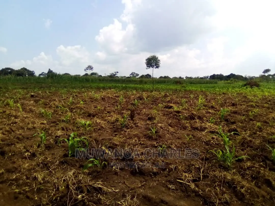 15acre's Is Available for Sale in Luwero in Luweero