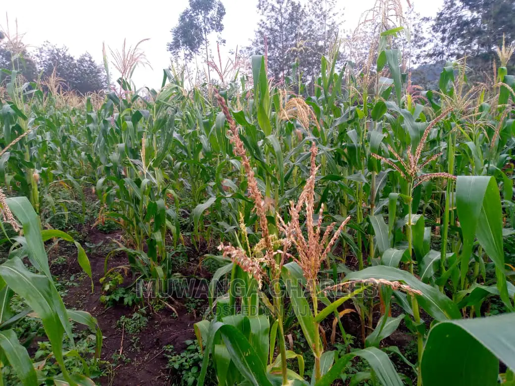 Plot Is Available for Sale in Matuga Migadde in Division A