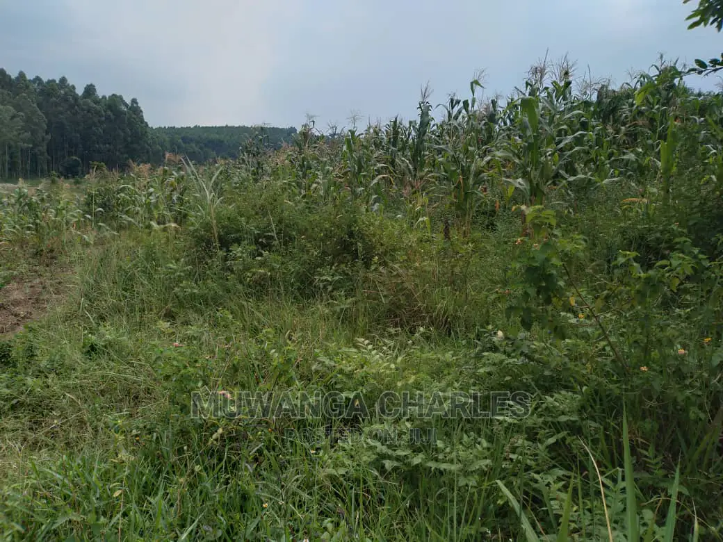 4acre's Is Available for Sale in Kiwenda in Luwero / Luwero