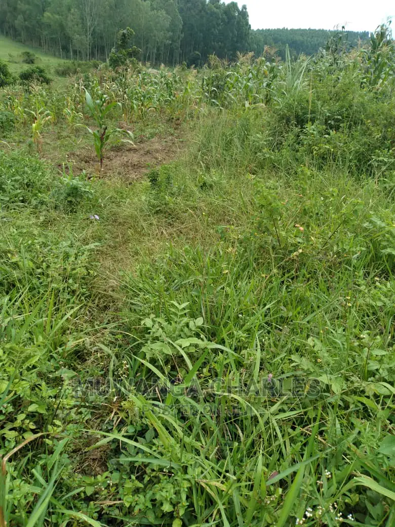 20acre's Is Available for Sale in Zirobwe in Luweero