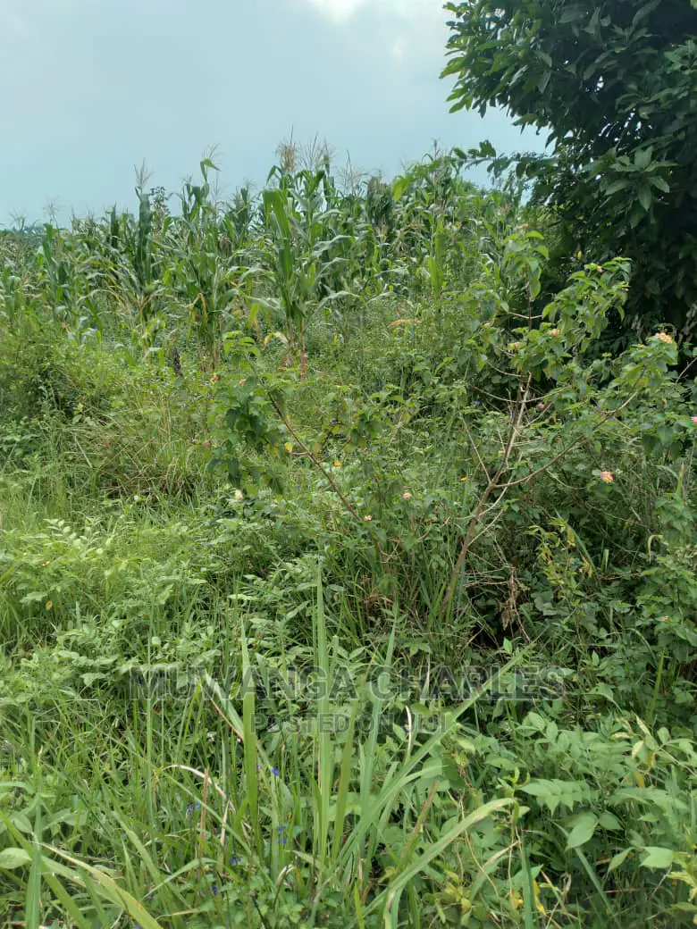 20acre's Is Available for Sale in Zirobwe in Luweero
