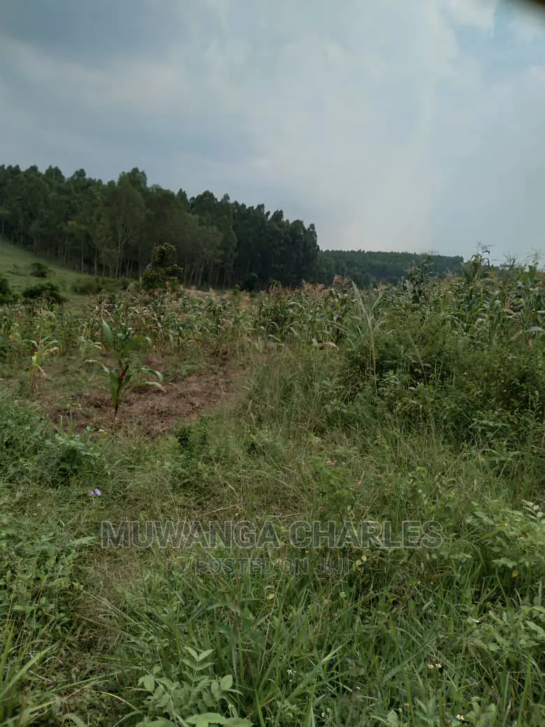 100acres Is Available for Sale in Luwero Kabunyata in Kamira