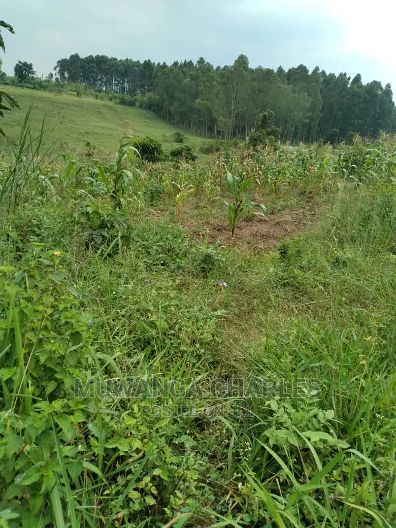 100acres Is Available for Sale in Luwero Kabunyata in Kamira