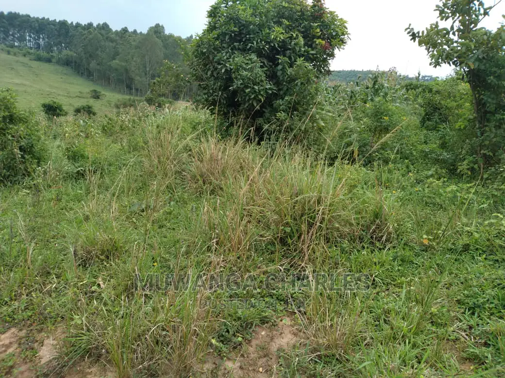 100acres Is Available for Sale in Luwero Kabunyata in Kamira
