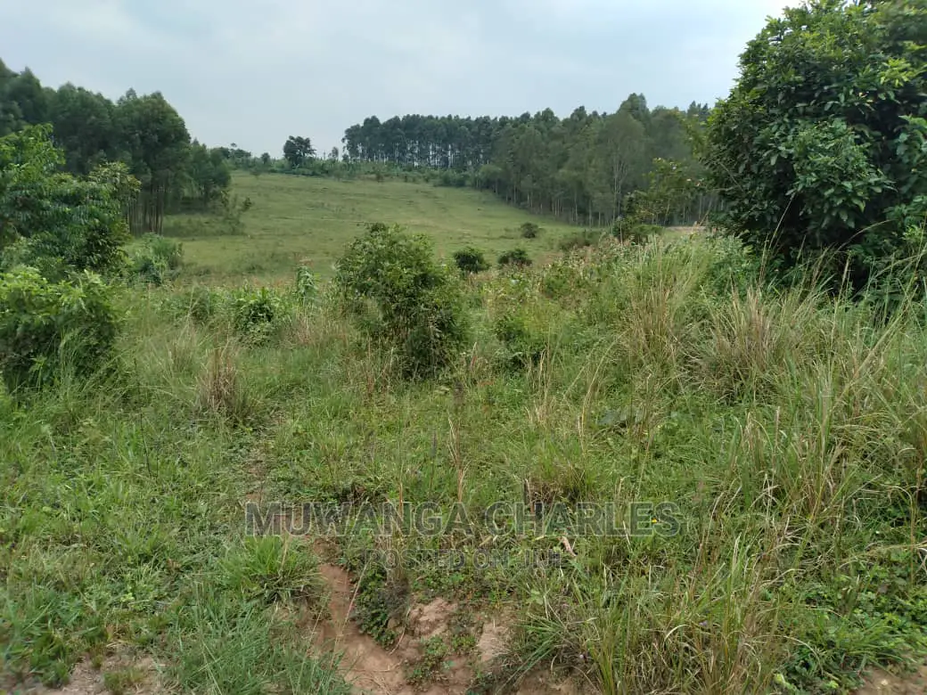 100acres Is Available for Sale in Luwero Kabunyata in Kamira