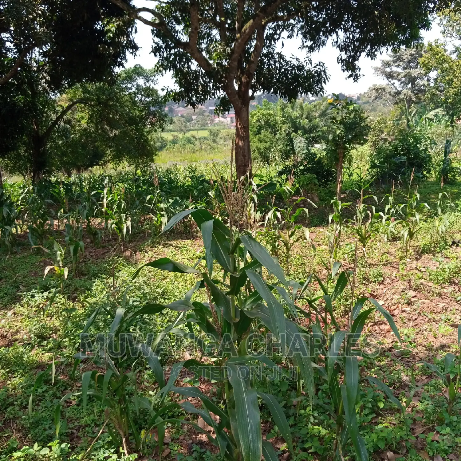 5acre's Is for Sale in Namulanda in Kampala