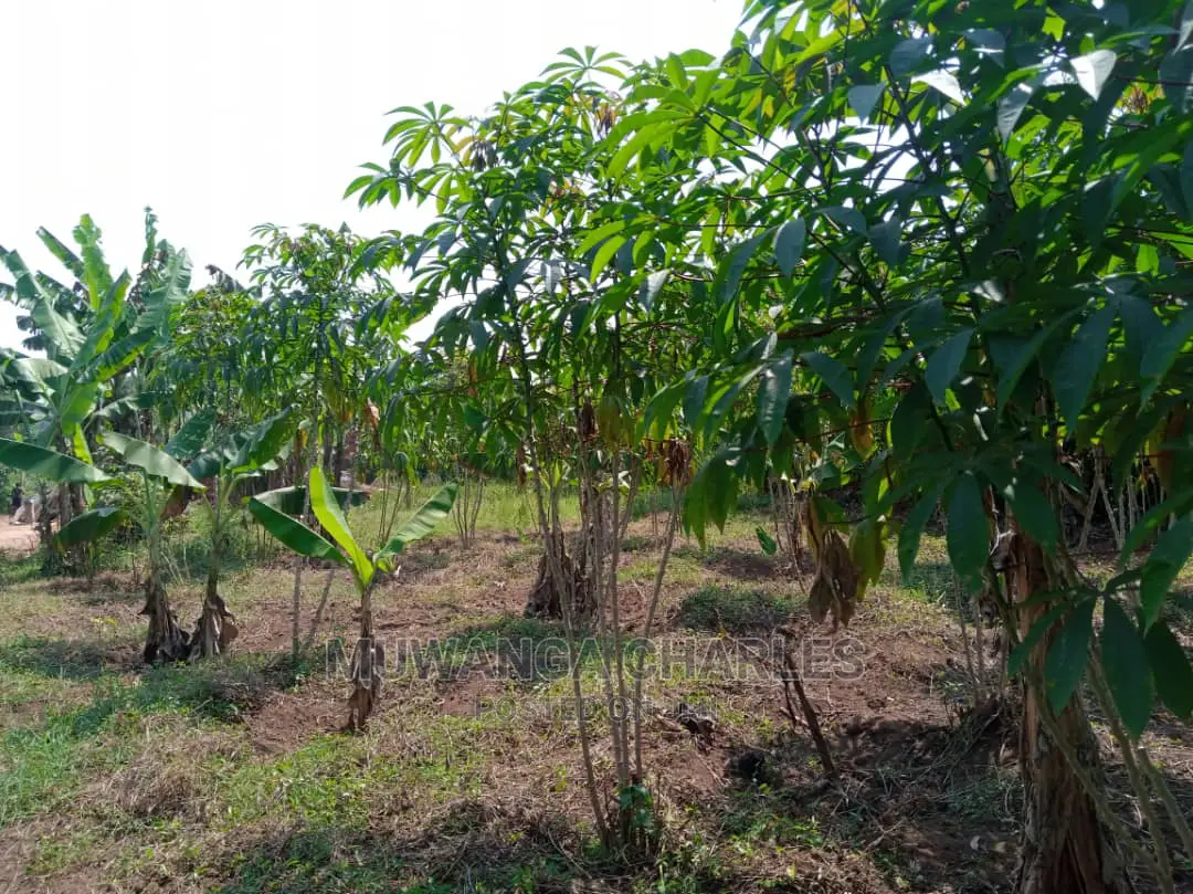 4acre's Is Available for Sale Mityana Road Muduma in Wakiso
