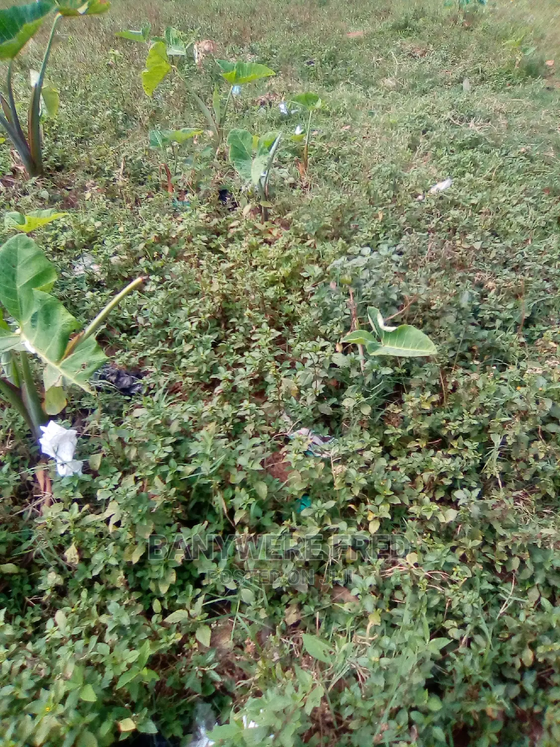 100x50ftplot for Sale at Busiika in Wakiso