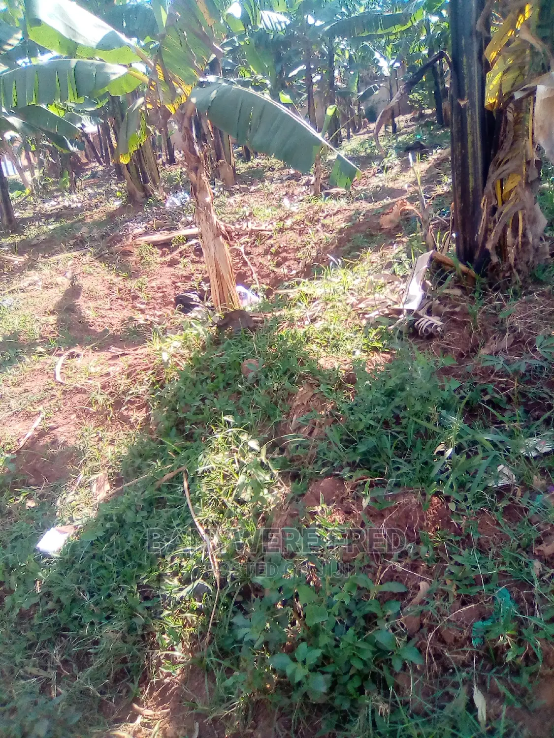 4acres in Buwenge Town Jinja for Sale in Jinja