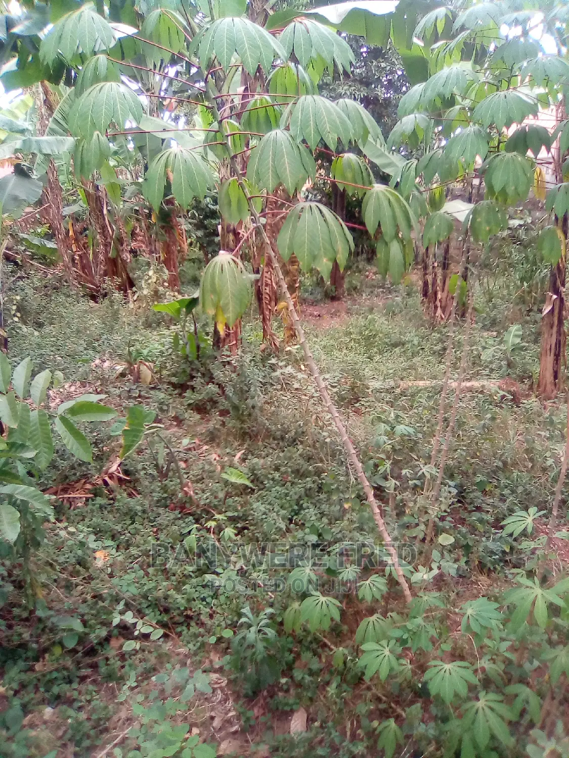 Hot Plot 100x100ft at Mbalwa Church of Ug in Wakiso