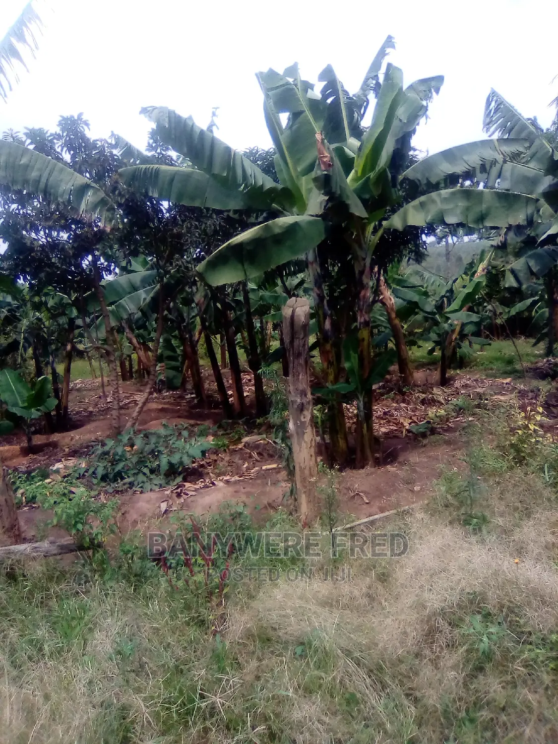 19 Acres in Kabembe 2km From Mpoma Sec School in Mukono
