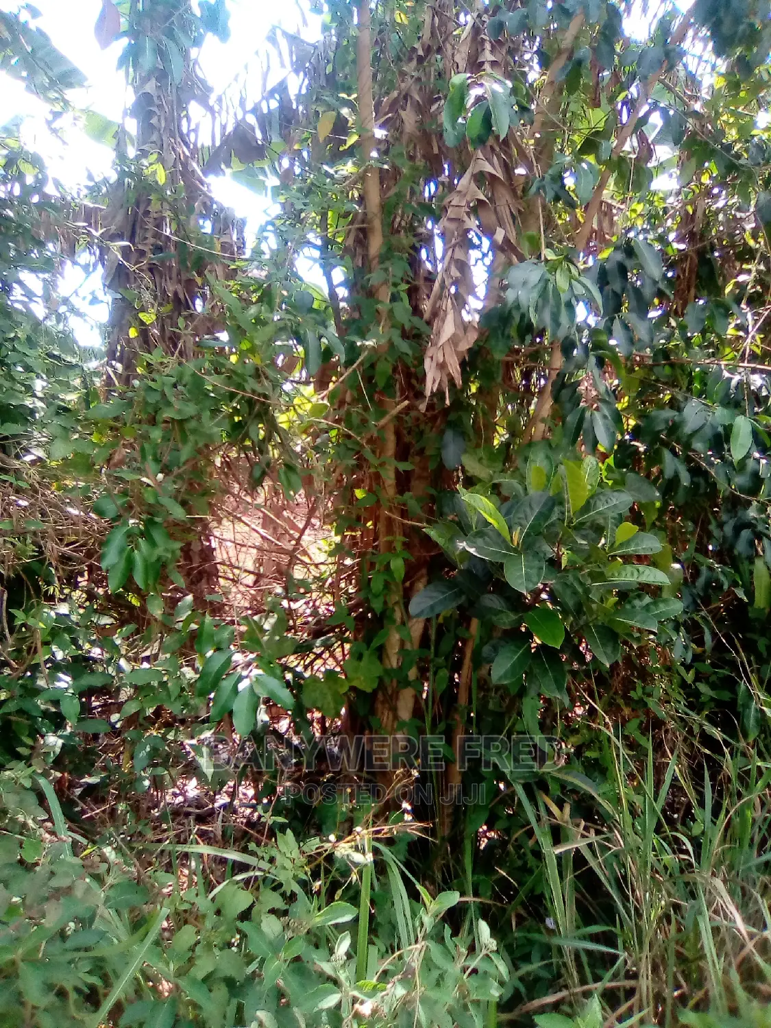 Kagoma Kalangi Road 2acre of Land in Mukono