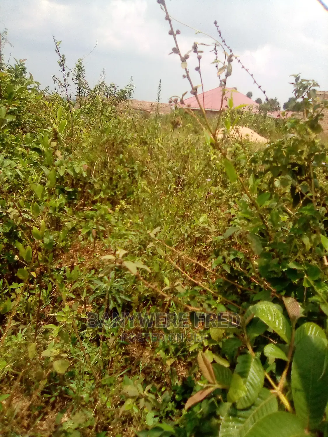 100x100ft Plot For Sale At Nakifuma Bwojji in Mukono