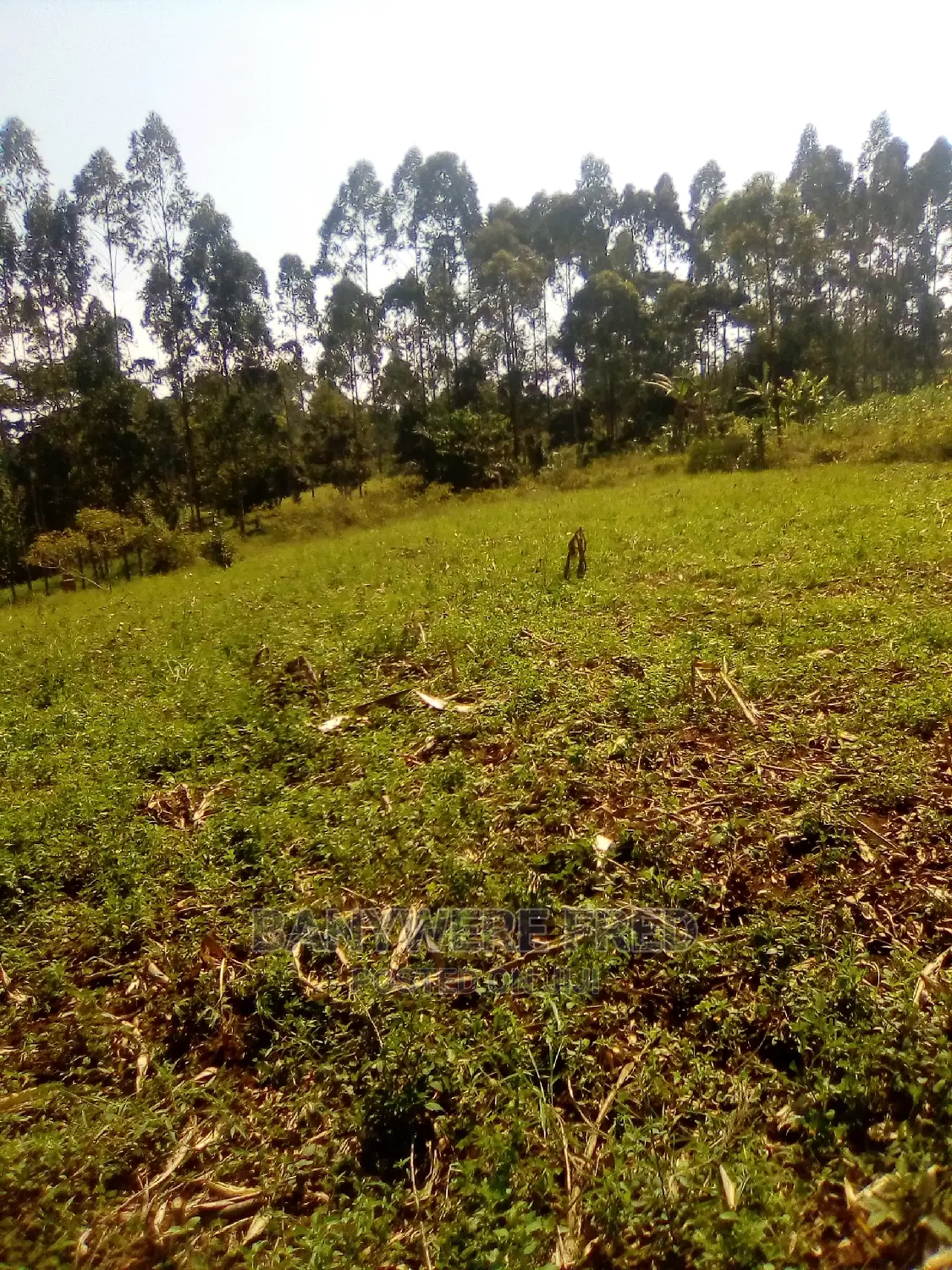 100/100 Plot for Sale in Kabembe Kampugu in Mukono