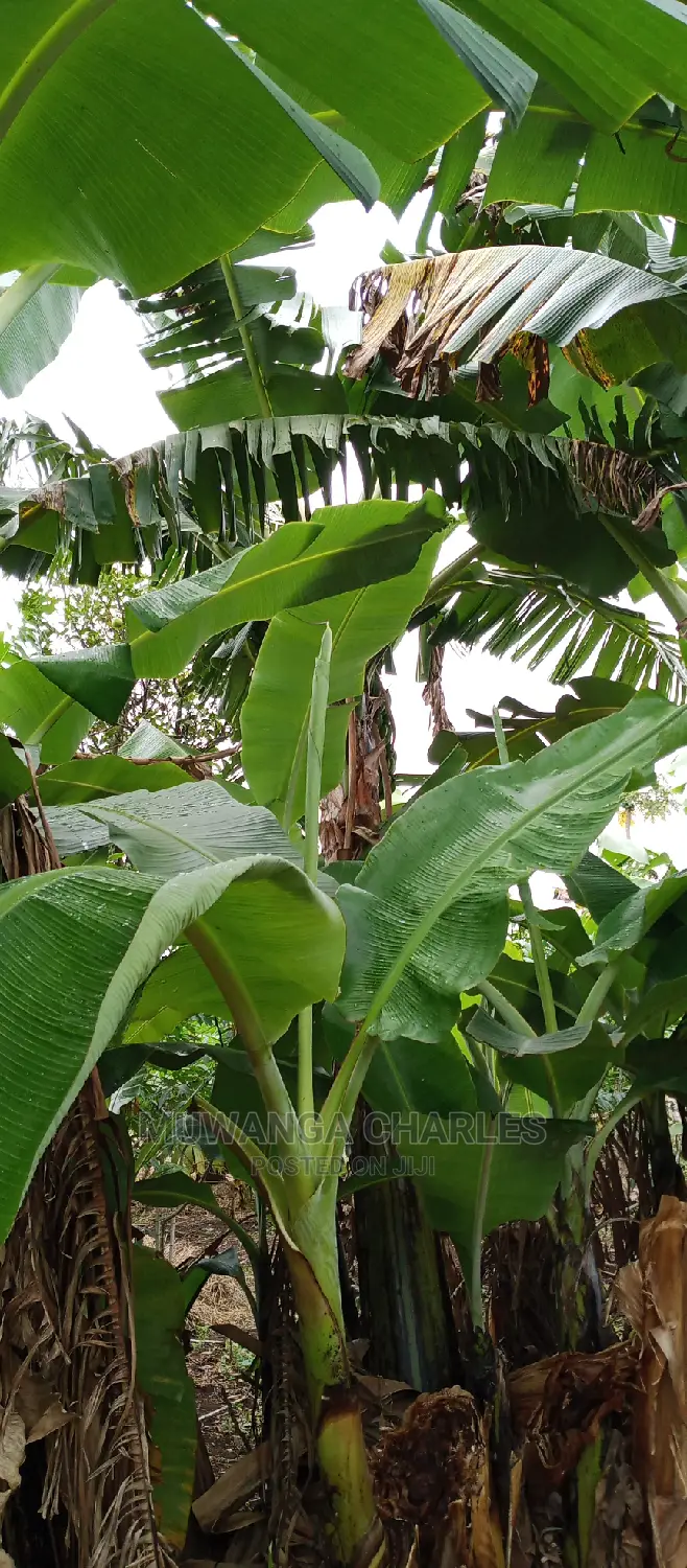 2.5acres Is for Sale in Zirobwe in Kampala