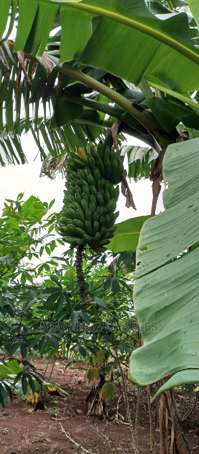 2.5acres Is for Sale in Zirobwe in Kampala