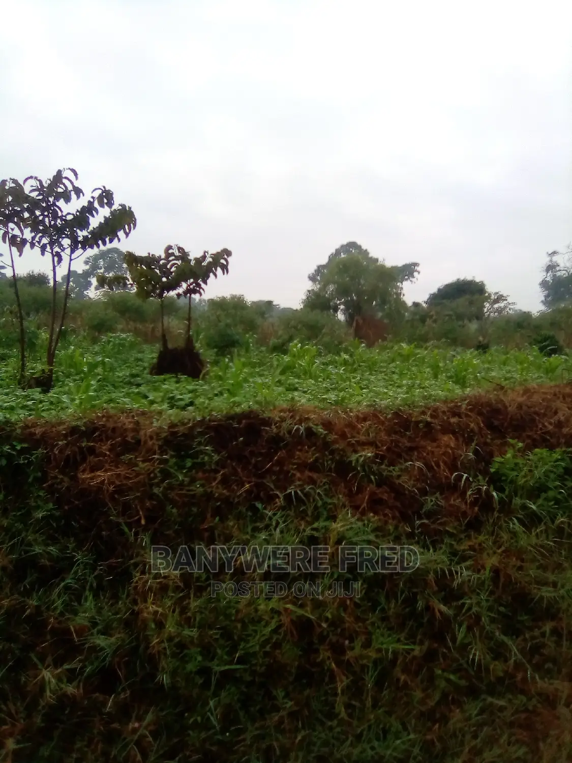 26acres of Farmland for Sale in Kamuli in Kamuli / Kakiri