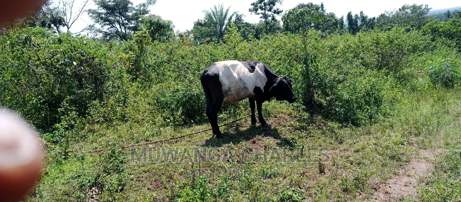 Land Is Available for Sale in Zirobwe in Central Division