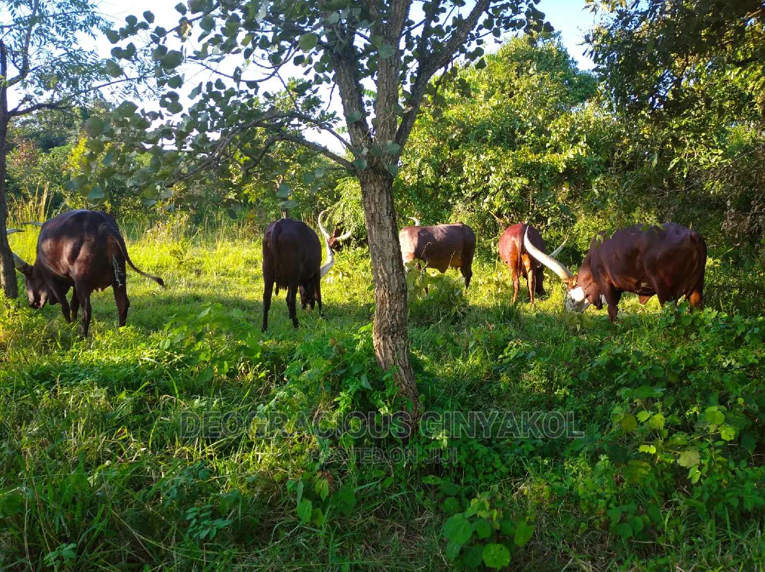 10,000acres of Land for Cattle Grazing Both for Sale/Rental in Gulu