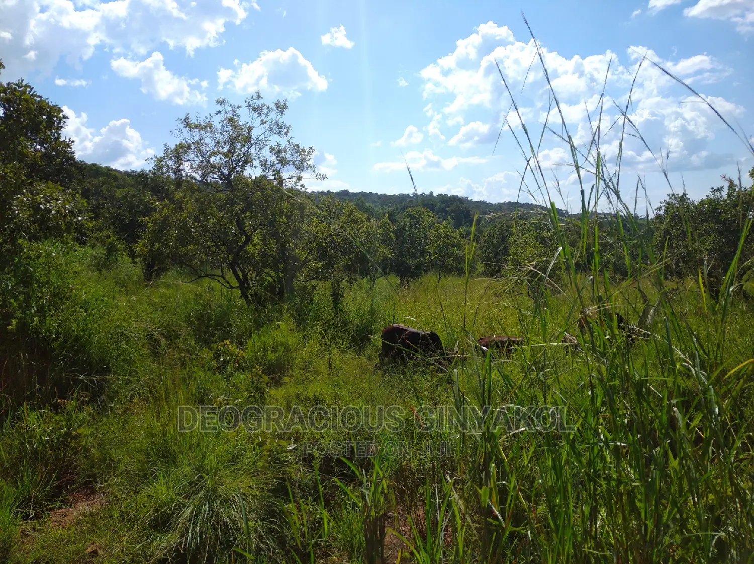 10,000acres of Land for Cattle Grazing Both for Sale/Rental in Gulu