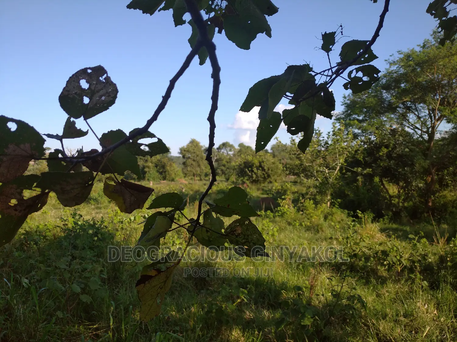 10,000acres of Land for Cattle Grazing Both for Sale/Rental in Gulu