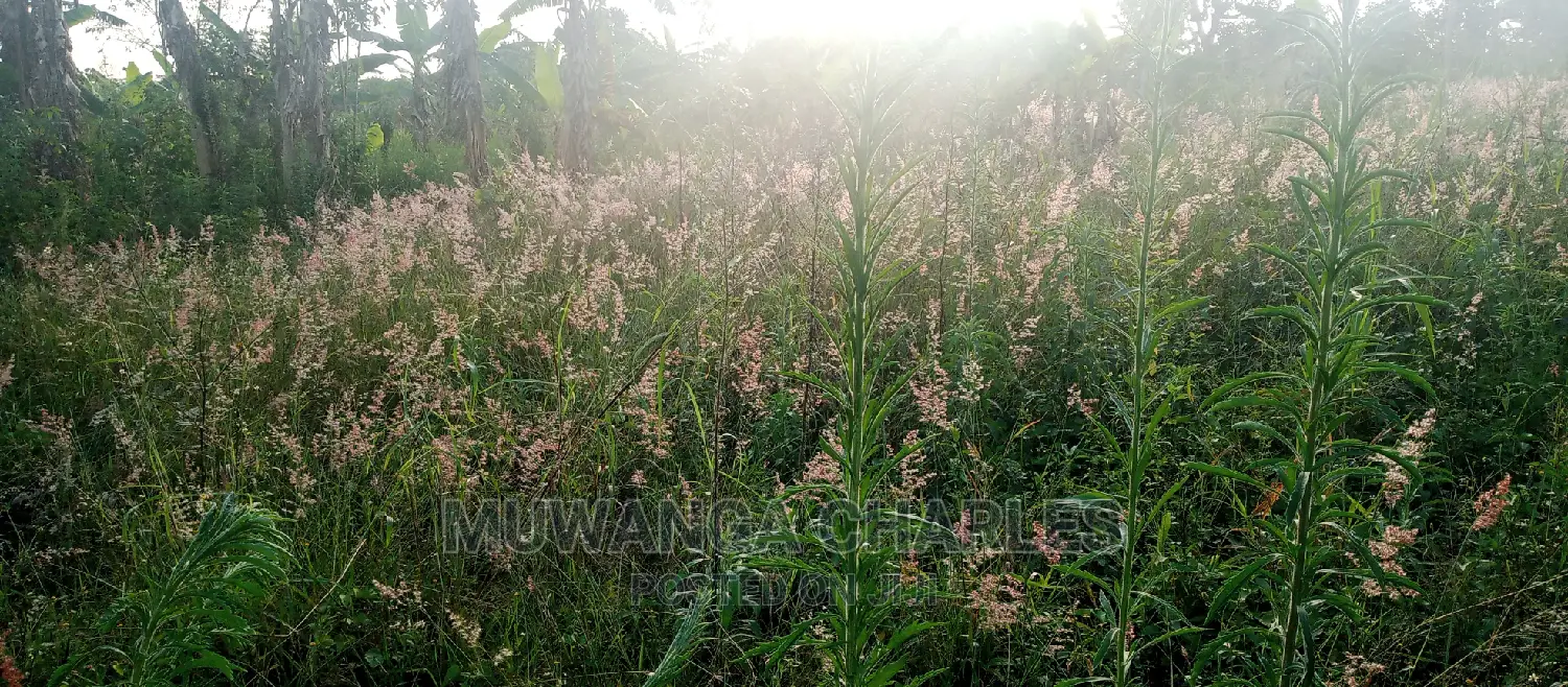 Plot Is for Sale in Bugema in Central Division