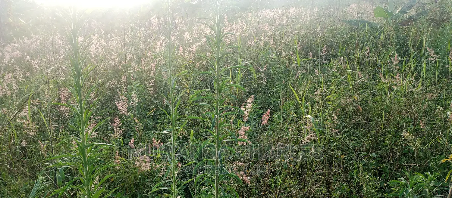 Plot Is for Sale in Bugema in Central Division