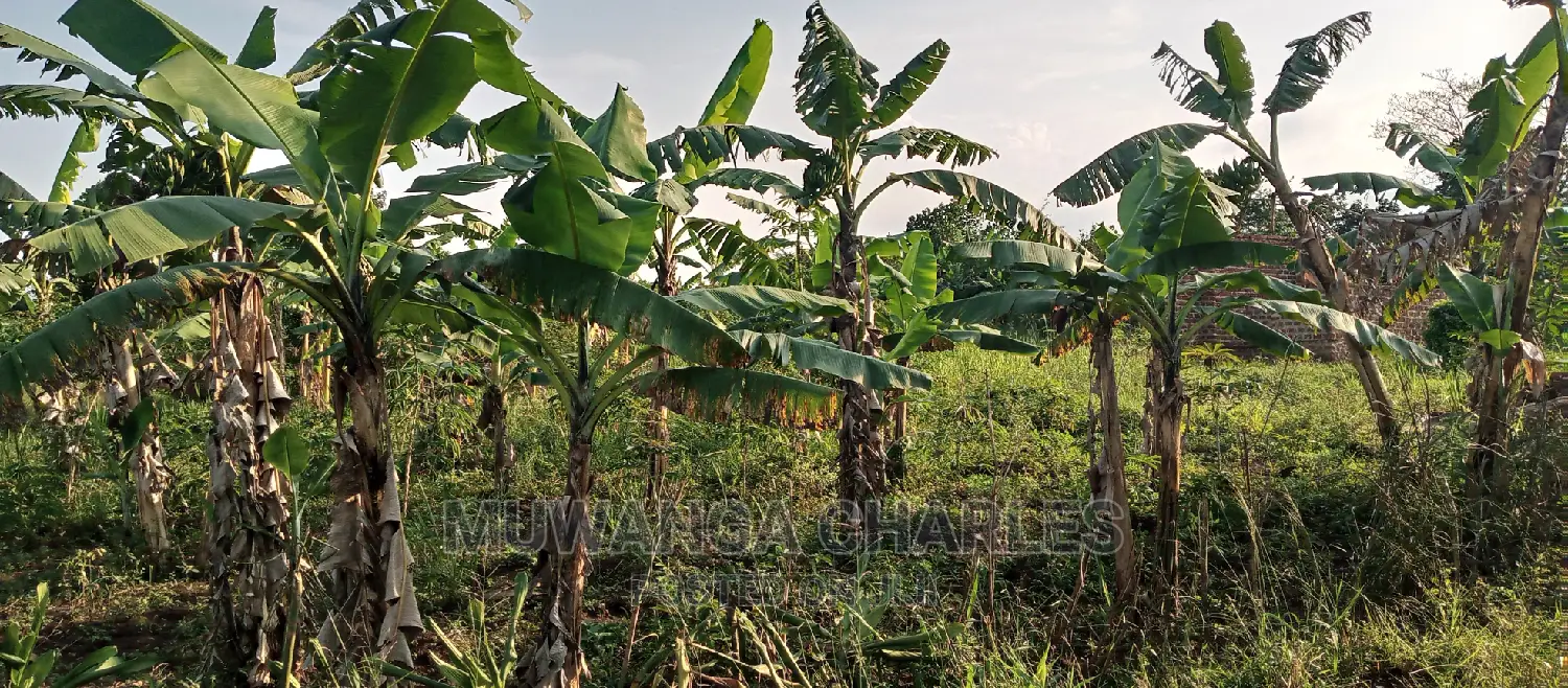 Land on Sale in Bugema in Central Division