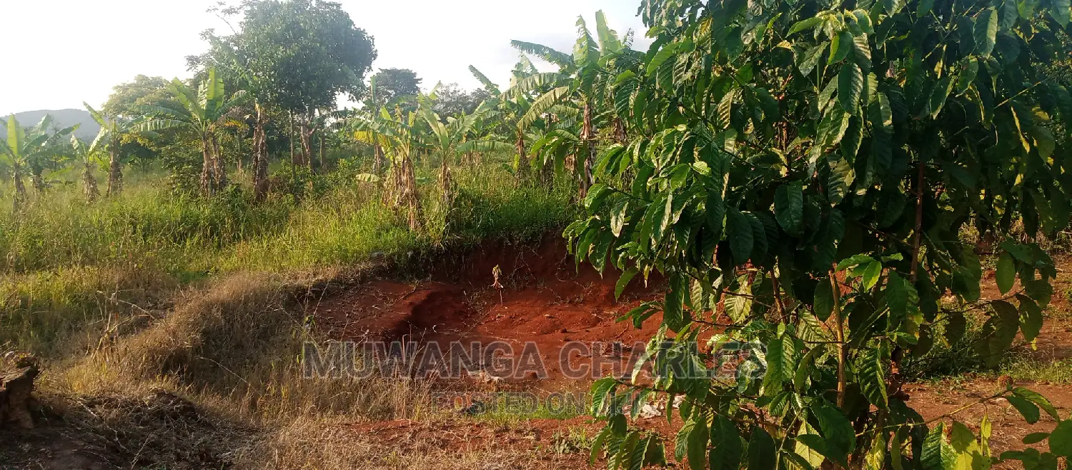 Plots Is Available for Sale in Busika in Central Division