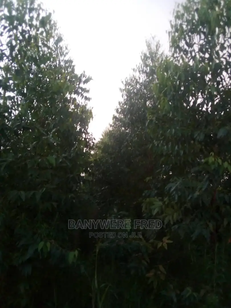 Farmland With Caliptus Trees 52acres on Sale in Kassanda