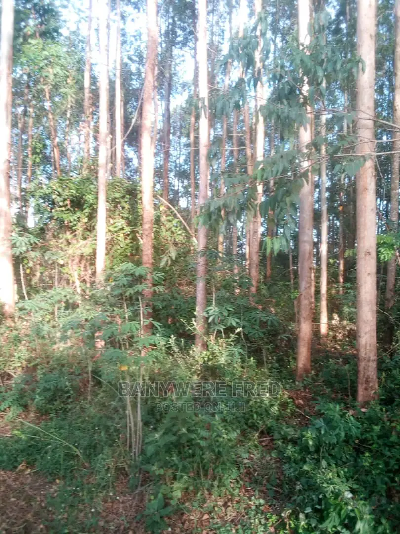 40acres Of Farmland With Culiptus On Sale in Kassanda