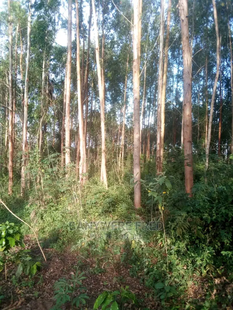 40acres Of Farmland With Culiptus On Sale in Kassanda